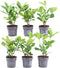 Plants by Frank | 1 strekkende meter laurierkershaag | 6x Prunus laurocerasus 'Rotundifolia' Ø12 cm - 20 cm | winterharde haagplanten | Groenblijvende haag | Tuinplanten | Planten