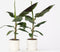 Plant in a Box - Musa Cavendish - Set van 2 kamerplanten - Dwarf Cavendish - Pot 21cm - Hoogte 90-100cm
