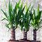 Plant in a Box - Palmlelie - Yucca elephantipes - Hoogte 50-60cm - Pot 14cm - Groenblijvende plant