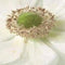 Jub - Anemone Coronaria Bride