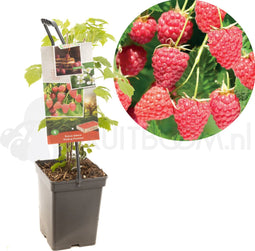 Framboos Rubus Malling Promise - Zomerframboos 18cm