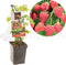 Framboos Rubus Malling Promise - Zomerframboos 18cm