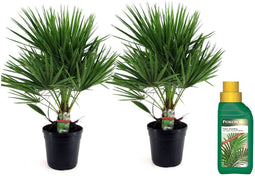 Plant in a Box - Chamaerops Humilis - Laag schild - Set van 2 - Met palm conditioner - Tuinpalmen - Winterhard - Pot 21cm - Hoogte 70-80cm