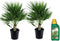 Plant in a Box - Chamaerops Humilis - Laag schild - Set van 2 - Met palm conditioner - Tuinpalmen - Winterhard - Pot 21cm - Hoogte 70-80cm