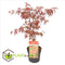 Plant in a Box - Acer palmatum ´Atropurpureum´ - Japanse Esdoorn - Donkerrode bladeren - Pot 19cm - Hoogte 60-70cm