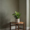 Plant in a Box - Home Mix - Mix van 3 - Philodendron, Syngonium & Ctenanthe - Makkelijk te verzorgen kamerplanten - Pot 12cm - Hoogte 25-40cm