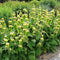 5 stuks Phlomis russeliana