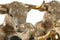 ESPRIT - Decoratieve figuren - Zwart Gouden Stier 25,5 X 24,5 X 33,5 CM (2 stuks)