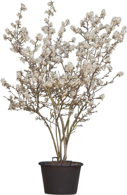 Krentenboom meerstammig | Amelanchier lamarckii | Bomenbezorgd.nl