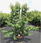 Zevenzonenboom solitair | Heptacodium Miconioides 150-175 hoog| Bomenbezorgd.nl
