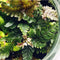 Growing Concepts DIY Duurzaam Ecosysteem Bol - H30xØ18cm