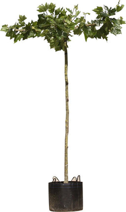 Plataan kruisdak 220 cm stamhoogte | Platanus hispanica 14-18 cm 220 cm| Bomenbezorgd.nl