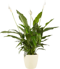 Goed & Groen - Lepelplant Spathiphyllum Vivaldi Elho Brussels Round Soap - ↨ 70cm - Potmaat 17 - Exclusieve Kwaliteit Planten - Kamer Plant - Kamerplanten - Sfeer - Interieur
