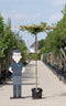Haagbeuk vierkant dak - Carpinus betulus 200 cm stamhoogte (10 - 14 cm stamomtrek)