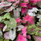 Plant in a Box - Caladium Carnaval - Exotische kamerplant - Pot 17cm - Hoogte 40-50cm