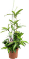 Goed & Groen - Combipakket - Dracaena Surculosa, Bicolor, Golden Coast en Marginata -↨ 80cm - Potmaat 17 - Kwaliteit Planten - Kamer Plant - Kamerplanten - Sfeer