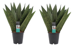Decorum Duo Sansevieria Zeylanica