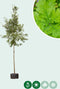 Zomereik | Quercus robur 18-20 cm | Bomenbezorgd.nl
