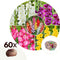 Plant in a Box - Gladiolus - Mix van 60 - Gladiolus bloembollen - Grootbloemige gladiolen - Zomertuin bloemen