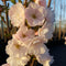 Japanse zuil sierkers | Prunus serr. 'Amanogawa' 20-40 cm| Bomenbezorgd.nl