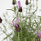 Plant in a Box - Lavandula stoechas 'Anouk' - Lavendelboom - Winterhard - Tuinplanten - Pot 15cm - Hoogte 45-55cm