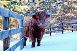 Customize it - Tuinschilderij hoogl winter 130x70