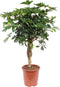 Schefflera Arboricola Gold Capella ↨ 80cm - hoge kwaliteit planten