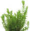 Eg rotala wallichii nr107