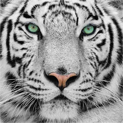 Craft Buddy Crystal Art Witte Tijger 30x30 cm
