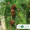 Japanse treurlork | Larix kaempferi 'Stiff Weeper' 6-10 cm 200 cm| Bomenbezorgd.nl