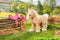 BABY born Mijn Schattige Paard - Poppenknuffel - met zadel en hoofdstel
