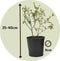 Plant in a Box - Mix van 4 Fruitplanten - Goji, blauwbes, veenbes (cranberry), kiwi - Super gezonde Smoothiemix - Pot 9cm - Hoogte 25-40cm