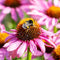 Echinacea purp. 'Sensation Pink'