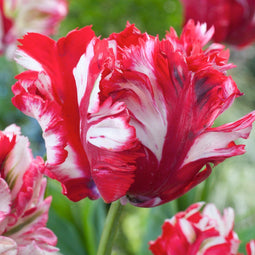 Plant in a Box - Tulipa Estella Rijnveld - 21x Tulpenbollen - Winterharde Bloembollen voor Tuin, Terras of Balkon
