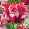 Plant in a Box - Tulipa Estella Rijnveld - 21x Tulpenbollen - Winterharde Bloembollen voor Tuin, Terras of Balkon