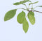 Plant in a Box - Prunus domestica 'Opal' - Pruimenboom - Fruitboom - Pot 21cm - Hoogte 90-100cm