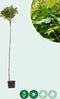 Bol veldesdoorn 220 cm stamhoogte | Acer campestre 'Nanum' 6-10 cm | Bomenbezorgd.nl