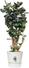 Elho Greenville Rond 47 - Grote Bloempot met Waterreservoir - 100% Gerecycled Plastic - Ø 47 x H 44 cm - Wit