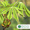Paardenkastanje Aesculus hippocastanum h 350 cm st. omtrek 12 cm
