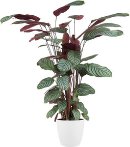 Goed & Groen - Calathea Oppenheimiana (in ELHO Brussels Rond Wit) - XL -↨ 130cm - Potmaat 27 - Exclusieve Kwaliteit Planten - Kamer Plant - Kamerplanten - Sfeer - Interieur