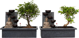 Plant in a Box - Bonsai boompje met Easy-care watersysteem én stromende waterval over Buddha beeldje - kamerplant - Hoogte 25-35cm