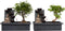 Plant in a Box - Bonsai boompje met Easy-care watersysteem én stromende waterval over Buddha beeldje - kamerplant - Hoogte 25-35cm