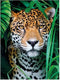 Clementoni - Puzzel - 500 Stukjes - Jaguar in de Jungle - Puzzel Voor Volwassenen - High Quality Collection