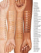 Clinique - Even Better Clinical Foundtation 30 ml - 28 Ivory