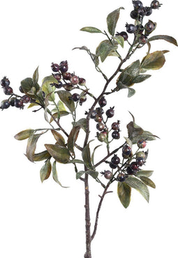 PTMD berry plant paars bessentak met bladeren