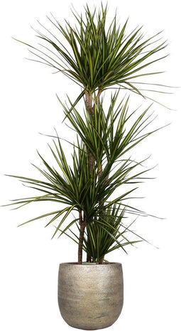 Dracaena marginata 'Sunray' in Mira sierpot (goudkleurig) ↨ 160cm - hoge kwaliteit planten