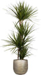 Dracaena marginata 'Sunray' in Mira sierpot (goudkleurig) ↨ 160cm - hoge kwaliteit planten