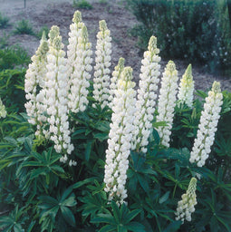 Lupine (Lupinus) 'Noblemaiden'