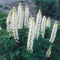 Lupine (Lupinus) 'Noblemaiden'