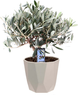 Olijf op stam in ELHO b.for Rock (warmgrijs) ↨ 35cm - hoge kwaliteit planten